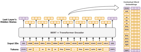 Diagram of BERT as a transformer encoder turning input tokens into contextual word embeddings